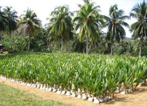 Плантация кокосовых пальм