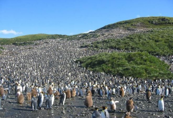 Остров Магдалена - колония пингвинов