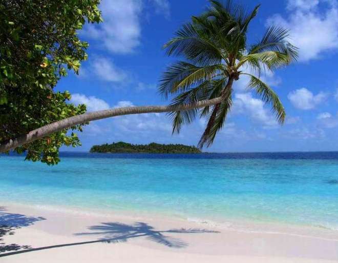 Пляж Мальдивы и пальма