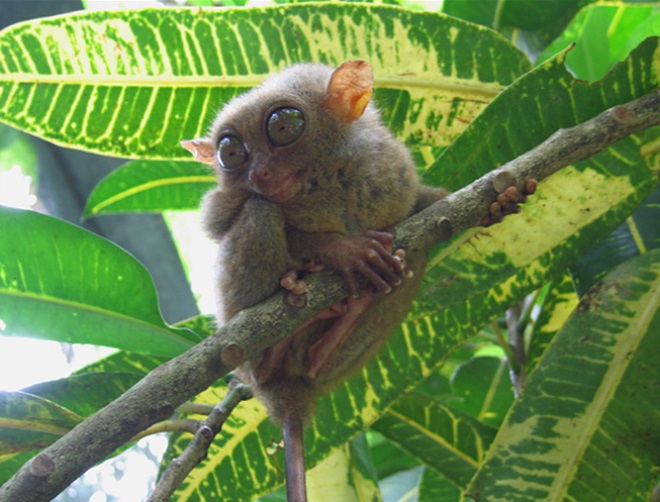 Крохотные обезьянки Сулавеси