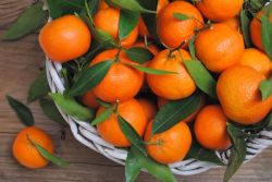 mandarine se mogu pojesti tijekom prehrane