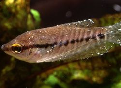 zdravljenje akvarijske ribe semolina1