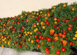 marigolds użyteczne właściwości i przeciwwskazania
