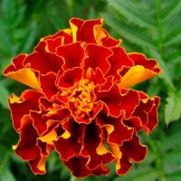 kako biljka marigolds3