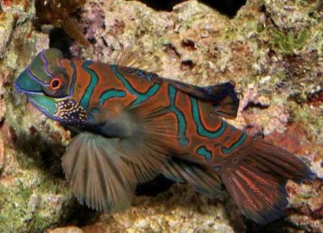 morska akvarijska riba 4