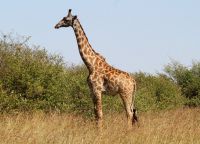 Масайский жираф