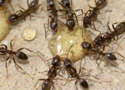 anti-mravlje droge na primestnem območju