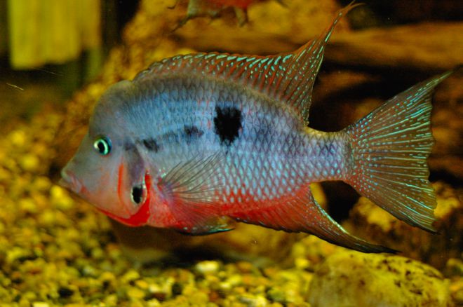 аквариумная рыбка меека характеристика