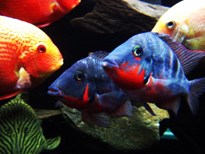 цихлазома меека совместимость с другими рыбами