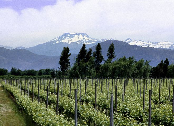 Виноградники расположены в местности с живописным пейзажем