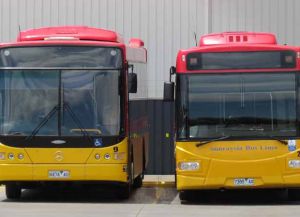 Автобусы в Милдьюре