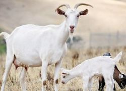 Koza mlijeko za trudnice