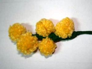 kwiat mimosa nieparzysty job6