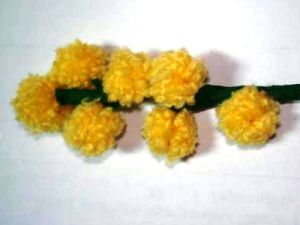 mimoza kwiat nieparzysty job7