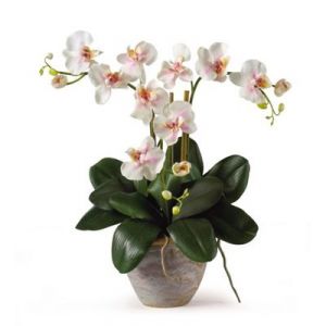 mini phalaenopsis2
