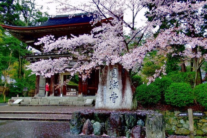 Весеннее цветение сакуры