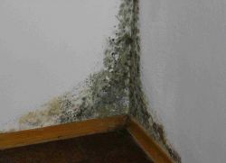Mould in apartment1