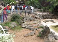 Mamba Village - крокодиловая ферма
