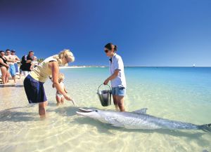 Кормление дельфинов на пляже Манки Миа