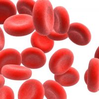 Моноцити у крви