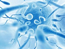 morfologie spermií