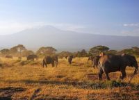 На равнине пасутся слоны