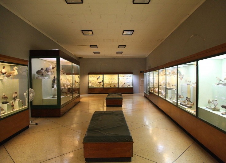 Музей естественной истории