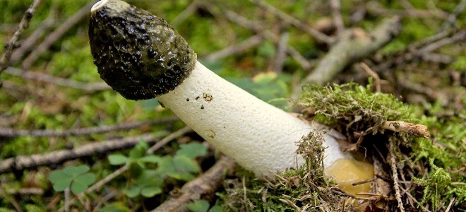 Veselka léčivé účinky na houby1