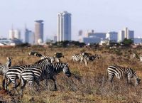Зебры на фоне панорамы Найроби