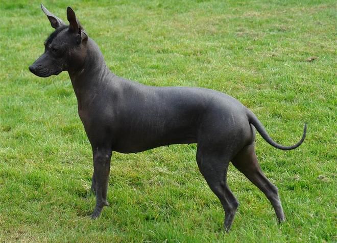 перуанская лысая собака