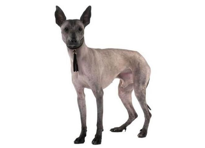 эквадорская голая собака