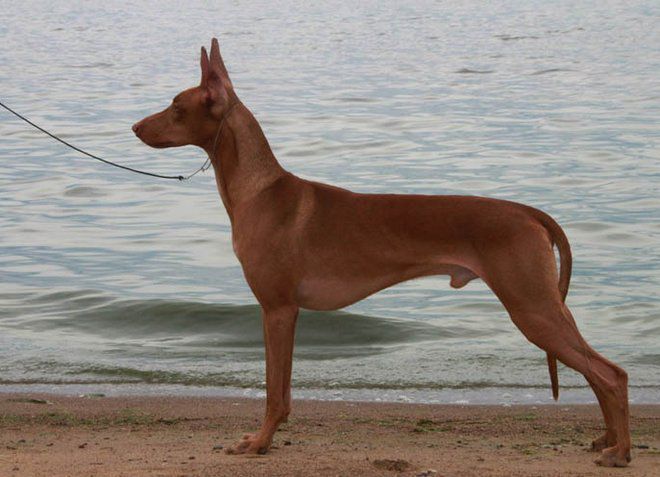 египетская лысая собака