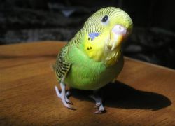 Jména pro budgie-papoušky1