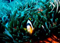 Рыба-клоун прячется в рифах заповедника Ватаму