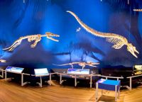 Скелеты доисторических китов