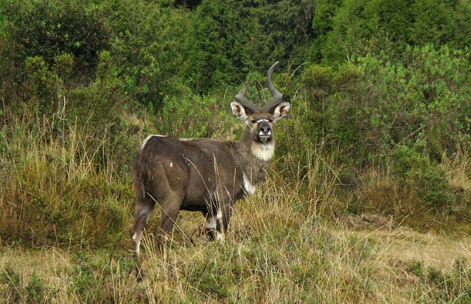 Горная ньяла - обитатель Национального парка горы Бале