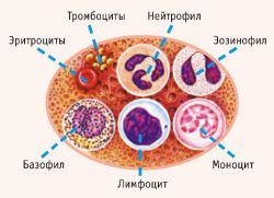 nevtrofili znižali koncentracijo krvnih celic v limfocitih