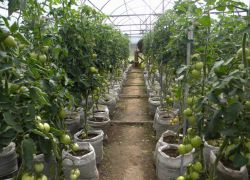 Ranně zralé odrůdy rajčat pro skleníky