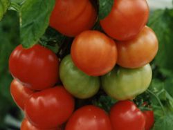 rajčata chovu sibiřských odrůd