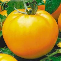 nowe odmiany pomidorów
