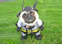 Batman kostým pro psa -2