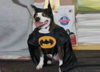 Kostium Batman dla psa -3
