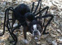 Kostium pająka dla psa -2