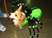 Spidermanský kostým pro psa -3