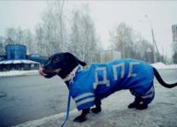 DPS костюм за кучета -3