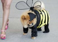 Пчелна костюма за куче -1