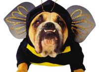 Bee kostim za psa -2