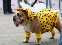 Pszczoła kostium dla psa -3