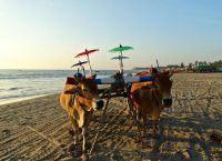 Повозка на пляже Нгве-Саунг