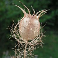 Nigella - raste od sjemena2